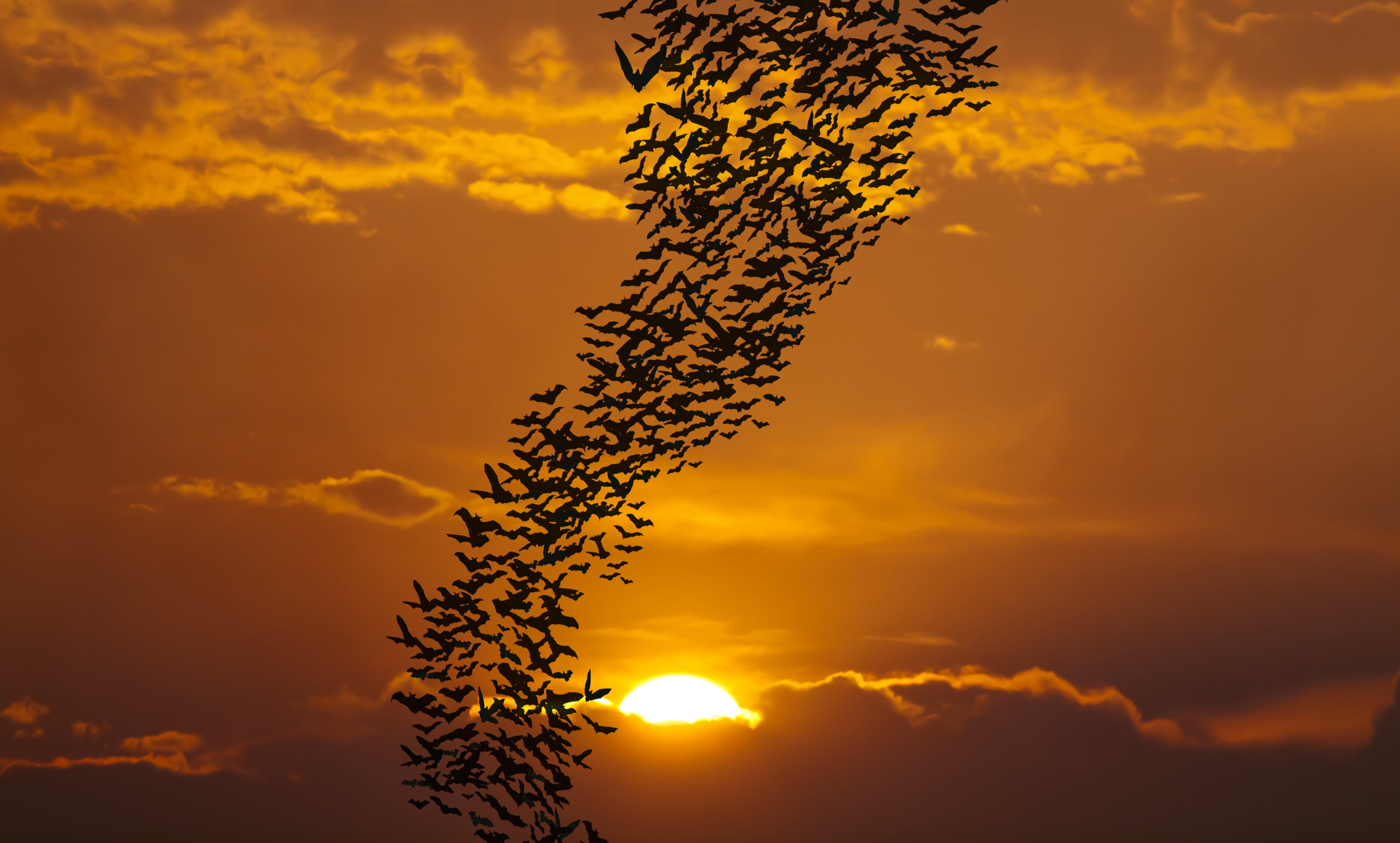 Building Homes for Endangered Bats