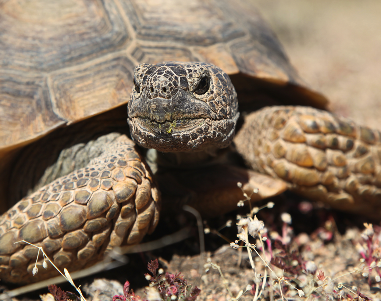 Protecting the Desert Tortoise