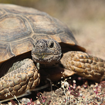 Kern River Desert Toroise Protection