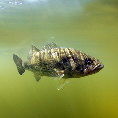 Midwest Water Quality