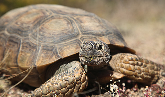 Environmental Respect