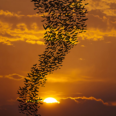 Northern Powergrid Protects Endangered Bats