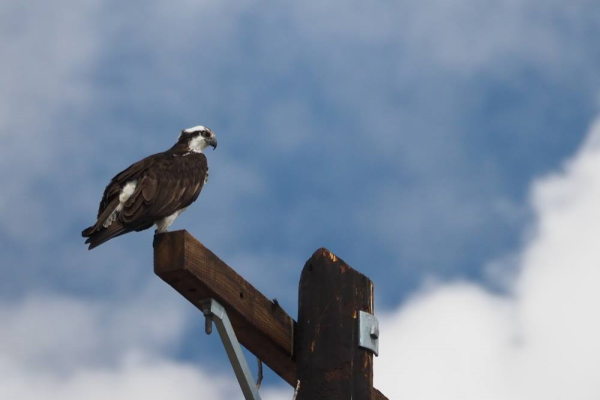 Photo of Osprey