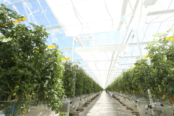 Rocky Mountain Powers Tomato Greenhouse